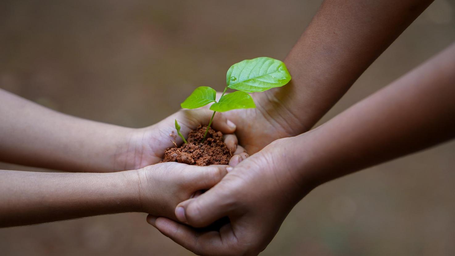 hands with plant